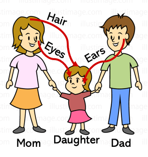 Family traits